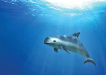 Advierten que vaquita vive en estado crítico; hay entre 6 y 8 ejemplares, refieren