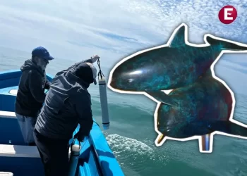 ¡Aún hay esperanza! En 2025, van 41 encuentros acústicos con la vaquita marina