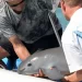 ¿La última esperanza para la vaquita marina?