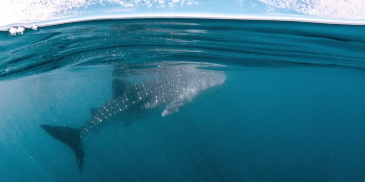El golfo de California: el laboratorio de la conservación marina en México