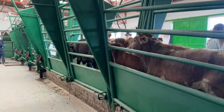 Listas 70 mil cabezas de ganado en Chihuahua tras reapertura de fronteras; ejemplares cuentan con los requisitos sanitarios para exportación