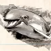 Última llamada: México aún puede salvar a la vaquita marina