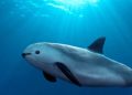 Por qué la vaquita marina se enfrenta a la extinción y qué debemos hacer para detenerla