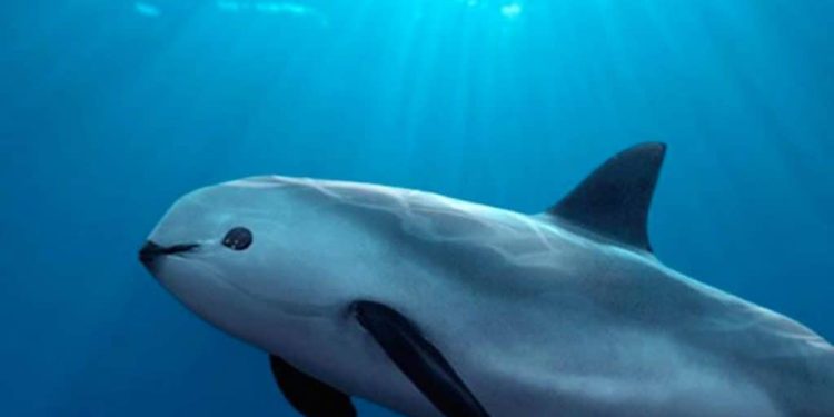 Por qué la vaquita marina se enfrenta a la extinción y qué debemos hacer para detenerla