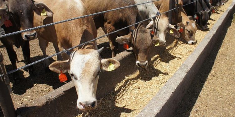 Ganaderos de Sonora piden trato especial en exportaciones a EU