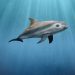 Día Internacional de la Vaquita Marina 2025