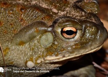 El veneno del sapo del Desierto de Sonora: de defensa natural a amenaza para su supervivencia
