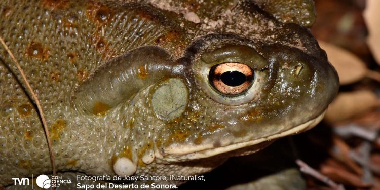 El veneno del sapo del Desierto de Sonora: de defensa natural a amenaza para su supervivencia