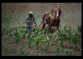 México, sin autosuficiencia en maíz y carne, dos de los pilares de la dieta nacional