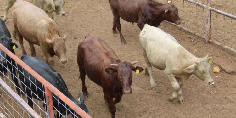 Ganaderos de Sonora consternados por nuevo cierre de frontera con EU; acusan venta barata del ganado