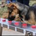 Entrenan binomios caninos-para detectar-gusano barrenador en ganado