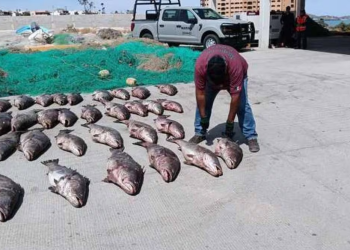 Dan prisión preventiva a hombre que envió 80 vejigas de totoaba en paquetería de Jalisco; lo acusan de delito contra la biodiversidad