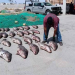 Dan prisión preventiva a hombre que envió 80 vejigas de totoaba en paquetería de Jalisco; lo acusan de delito contra la biodiversidad