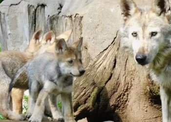 ¿Puede Sobrevivir El Lobo Mexicano? En Medio de la Crisis Hay Esperanza Genética