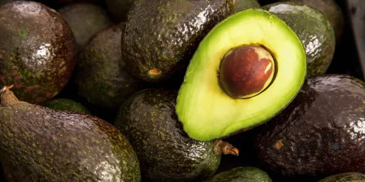 México exportará aguacate Hass a Brasil; tras acuerdo sanitario: Sader