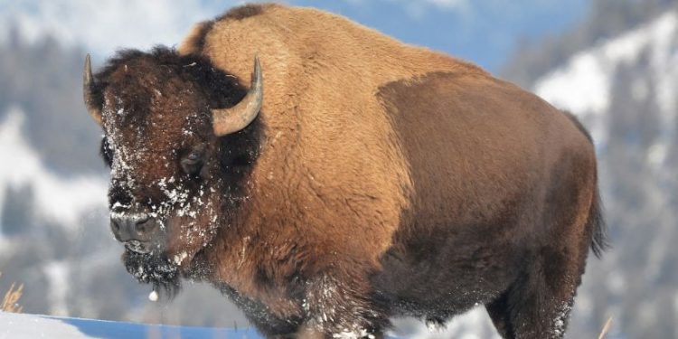 Bisonte americano: el gigantesco animal de América del Norte que estuvo al borde de la extinción en el siglo XIX