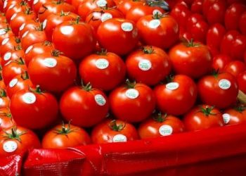 Sin alteraciones precio del tomate tras imposición arancelaria de Trump