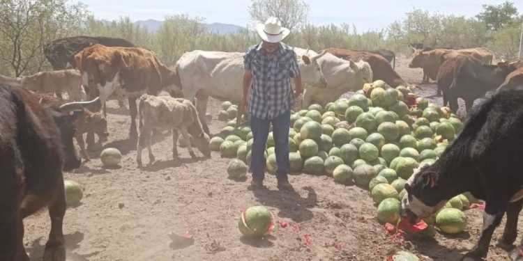Gusano barrenador y sequía ahorcan a ganaderos en Sonora