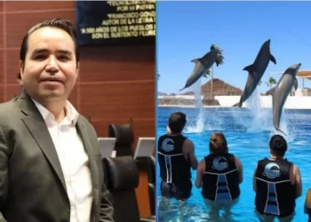 Delfinario de Guaymas podría ser cancelado tras reforma a Ley de Vida Silvestre