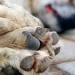 Autoridades de la Unidad de Bienestar Animal en Nogales atendieron 2 reportes de presunto maltrato