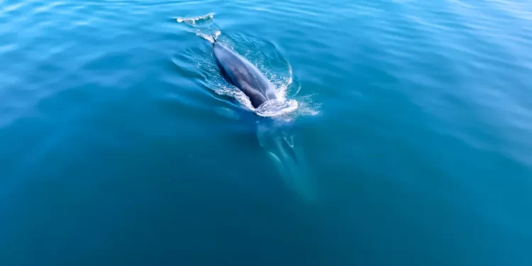 Saguaro LNG de México Pacífico: Proyecto equivocado, lugar equivocado
