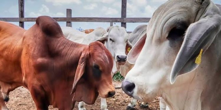 Ganaderos de Sonora piden regionalizar los controles para reactivar exportaciones a EU – Dossier Político