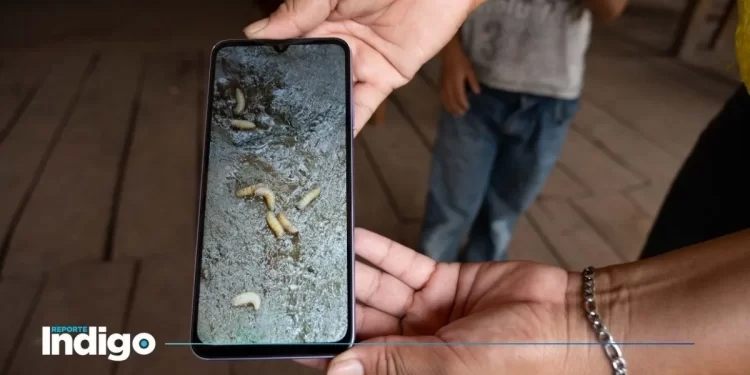 Ganado de Nicaragua a planta de SuKarne en México causa preocupación por gusano barrenador