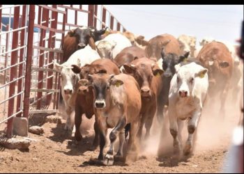 Gobierno de Sonora y Senasica refuerzan acciones contra el gusano barrenador