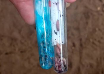 ¡Alerta! Se eleva número de casos de perros con gusano barrenador