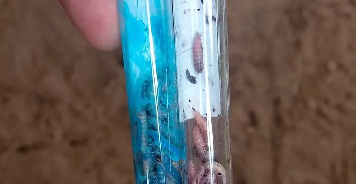 ¡Alerta! Se eleva número de casos de perros con gusano barrenador