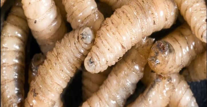 Gusano barrenador cobra su primera víctima humana en México