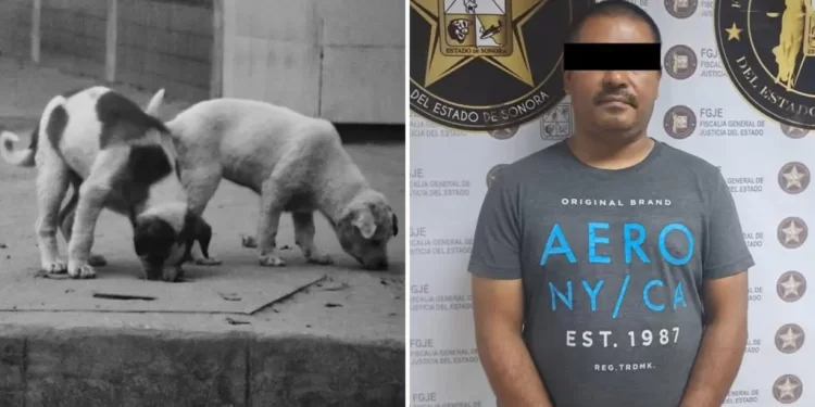 Hombre Envenena a Perros de Vecinos porque le Molestaba Escuchar sus Ladridos; 4 Murieron
