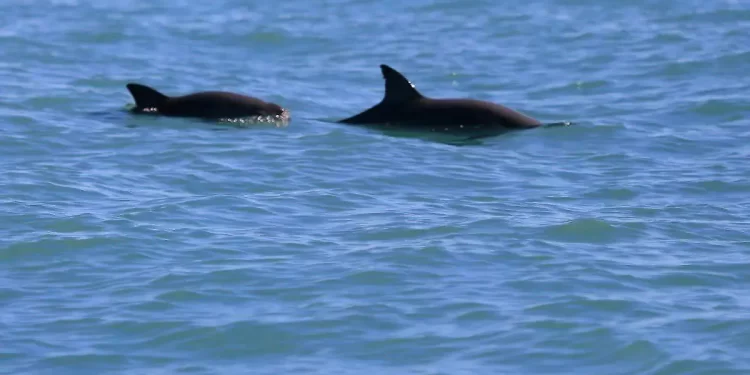 Pronatura lidera estrategia sustentable para proteger a la vaquita marina en el Alto Golfo