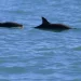 Pronatura lidera estrategia sustentable para proteger a la vaquita marina en el Alto Golfo