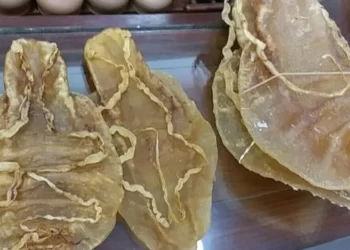 Inicia proceso penal contra ciudadano chino traficante de totoaba en BC