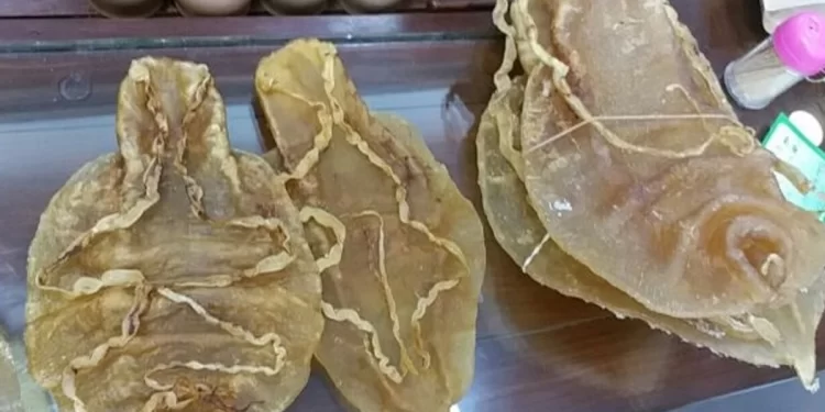 Inicia proceso penal contra ciudadano chino traficante de totoaba en BC