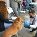 Suspenderán Jornadas de Castración y Esterilización este Verano en Hermosillo