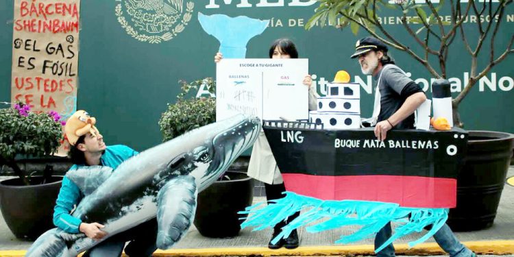 Ballenas en riesgo por nueva central de CFE