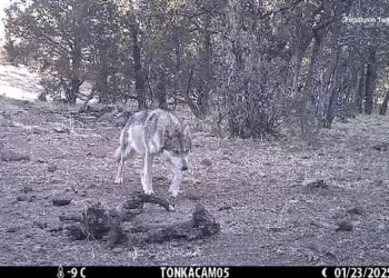 Así reaparece el lobo mexicano libre: una historia de esperanza en el norte del país
