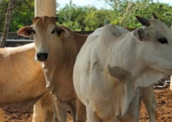 Instalan trampas para detectar gusano barrenador en ganado de Sonora y Chihuahua; buscan adelantar reapertura de fronteras