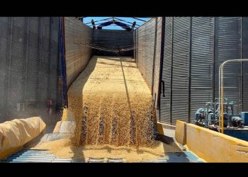 Campesinos de Sinaloa piden frenar importaciones de maíz blanco