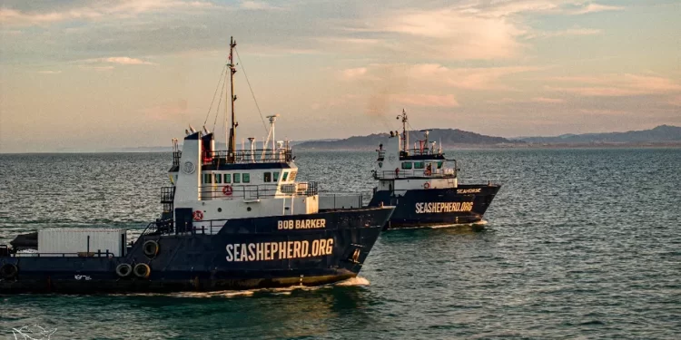 Zarpará el Crucero Vaquita Marina en busca de los últimos ejemplares en el Alto Golfo de California
