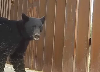 Nuevo muro de Trump acabaría con último corredor biológico del jaguar Arizona-Sonora