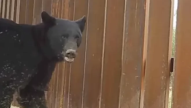 Nuevo muro de Trump acabaría con último corredor biológico del jaguar Arizona-Sonora