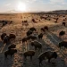 ¿Por qué todos los bisontes americanos tienen algo de ADN bovino?