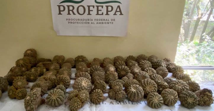 Cactáceas ilegales: Profepa desmantela red de tráfico internacional 
