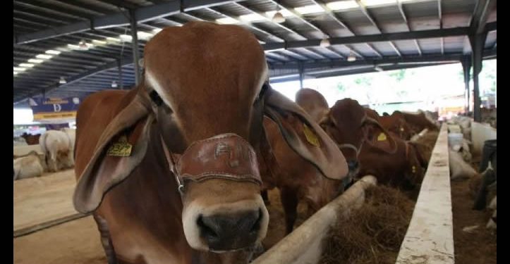 SuKarne cede a presiones de ganaderos y no recibe embarque de 5 mil cabezas de ganado de Nicaragua