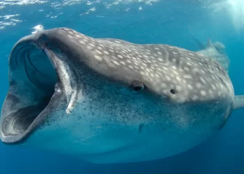 El majestuoso tiburón ballena está en peligro otra vez