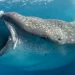 El majestuoso tiburón ballena está en peligro otra vez