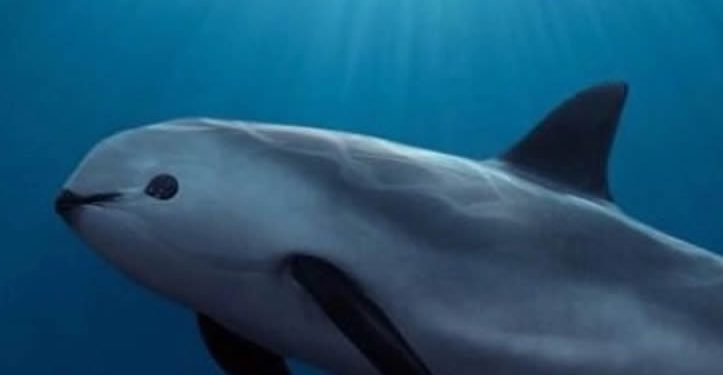 Esperanza para la vaquita marina: detectan su presencia en 41 monitoreos acústicos